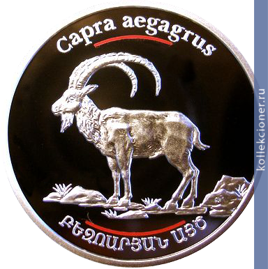 Full 100 dram 2008 goda bezoarovyy kozyol
