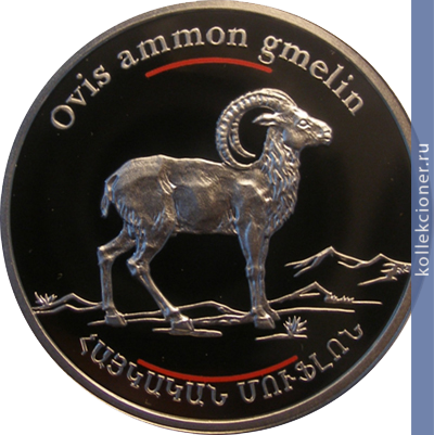Full 100 dram 2008 goda armeniyskiy muflon
