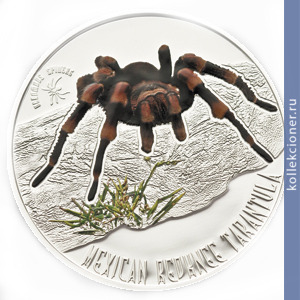 Full 1 dollar 2012 goda meksikanskiy stranstvuyuschiy pauk