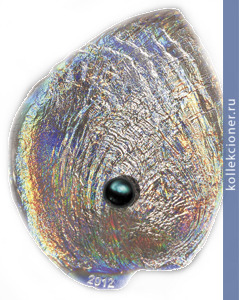 Full 5 dollarov 2012 goda galiotis iris